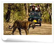Corbett experience  
