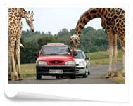 Safari